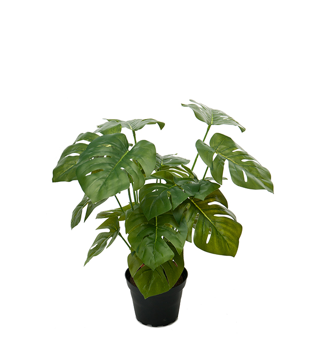 Monstera I Potte Kjell Nordhagen AS
