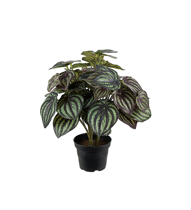 Peperomia I Potte H 30 Cm Kjell Nordhagen AS