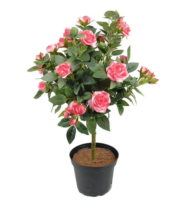 Rose I Potte H 45 Cm Kjell Nordhagen AS