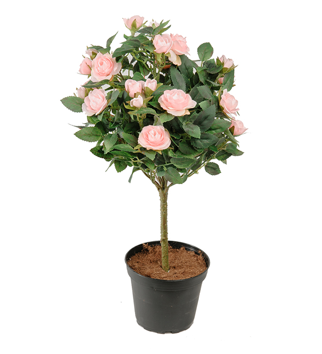 Rose Rosa I Potte H 45 Cm Kjell Nordhagen AS